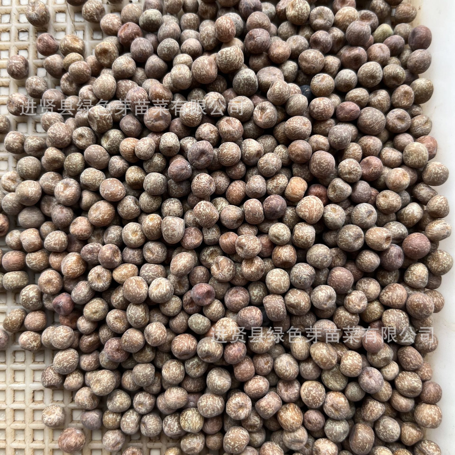 sprouted 씨앗의 씨앗 No. 1 sprouts, 콩 sprouts의 작은 씨앗은 야채 씨앗입니다.