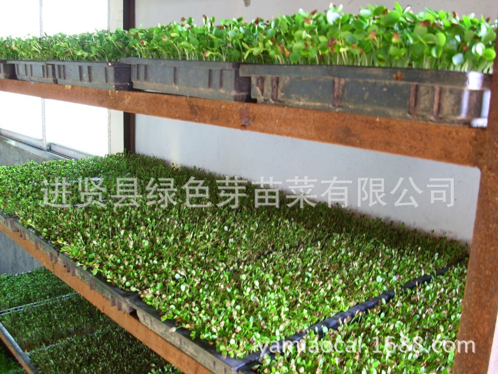 无土栽培红油香椿种子香椿毛籽带翅蔬菜芽苗菜种子批发