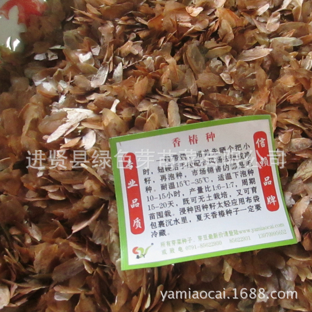 无土栽培红油香椿种子香椿毛籽带翅蔬菜芽苗菜种子批发