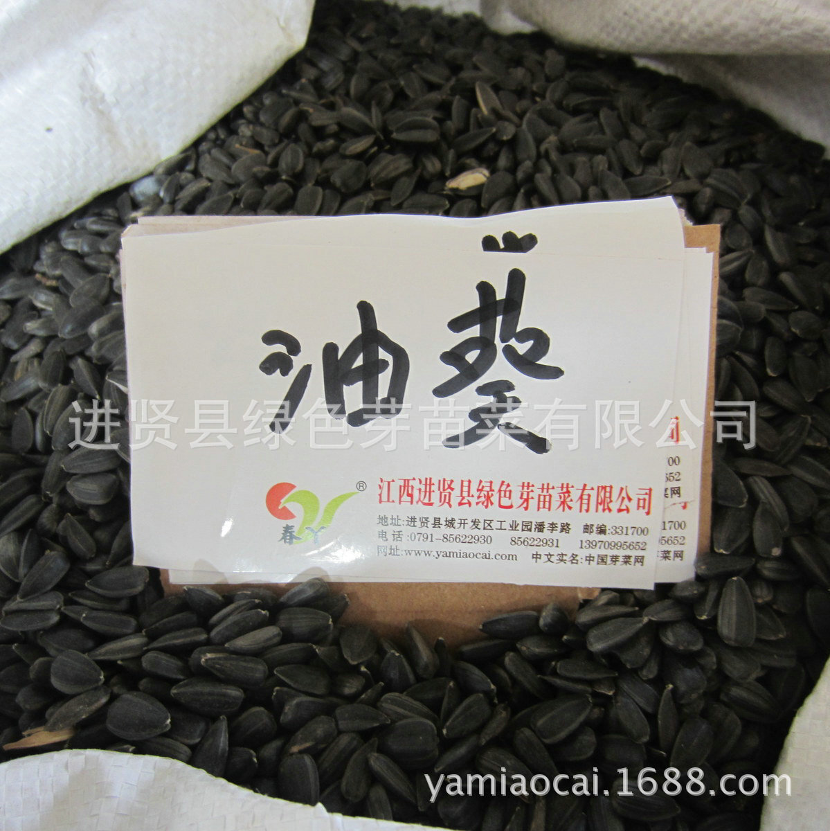 小粒油葵芽苗菜种子 葵花籽小瓜子生豆芽蔬菜种子鸽粮宠物粮榨油