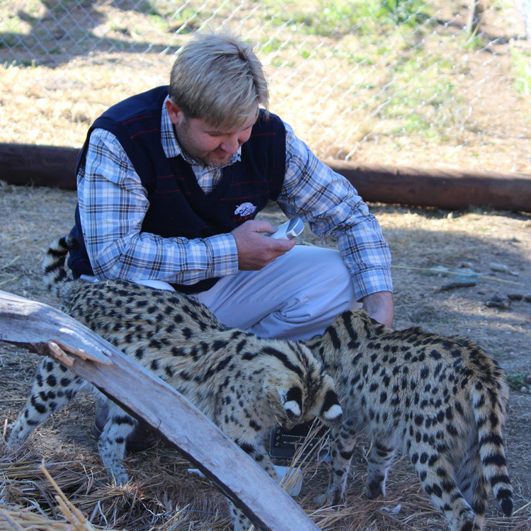 Animals use portable wireless B for blood vessels and small organs.