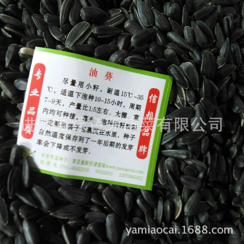 열매의 씨앗, 해바라기 씨앗, guacamole의 씨앗.