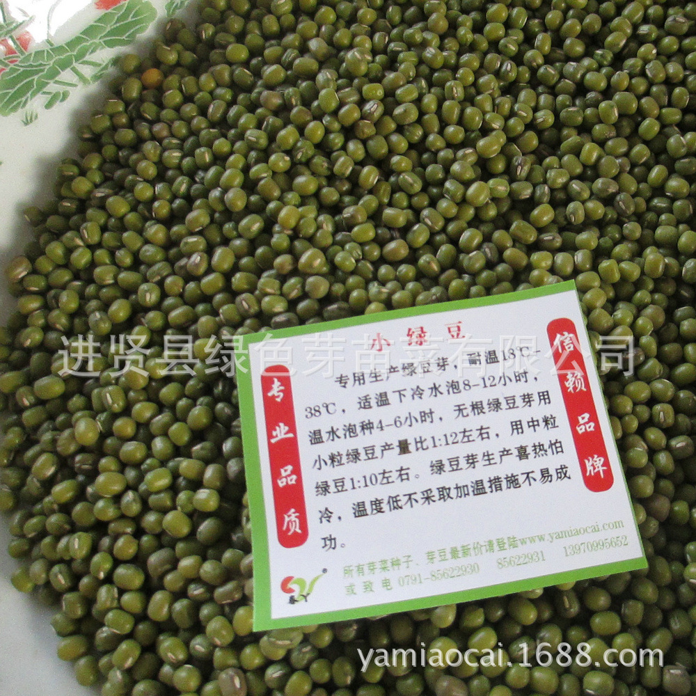 小绿豆芽豆发豆芽用小明绿豆东北芽豆特色蔬菜芽苗菜种子批发