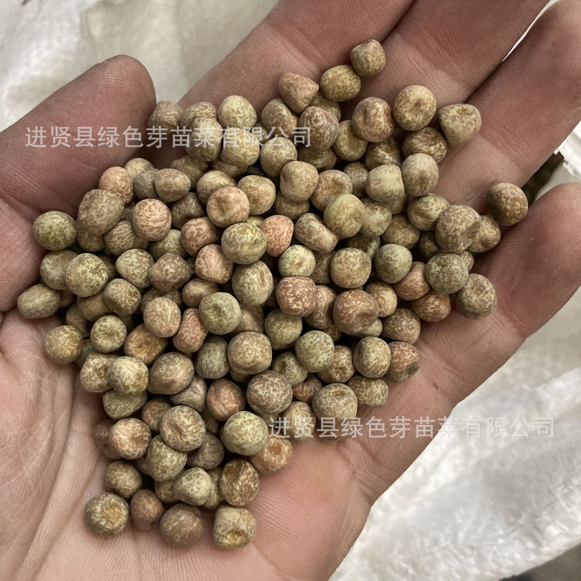 sprouted 씨앗의 씨앗 No. 1 sprouts, 콩 sprouts의 작은 씨앗은 야채 씨앗입니다.