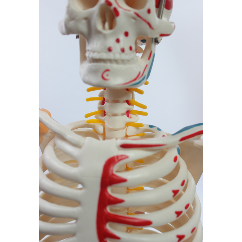 85CM skeletal nerve vertebral disc (with semi-muscular start-up and radon) skeletal skeleton props