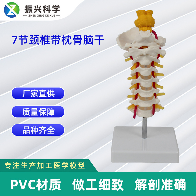 Seven vertebrate pillow stem models, imitation of human vertebrae teaching models, demonstration of model customization.