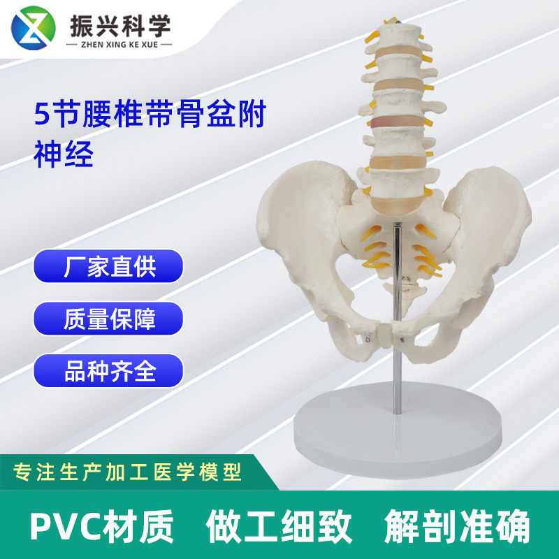 5節腰椎帶骨盆附神經 仿真人體腰椎 教學展示模型