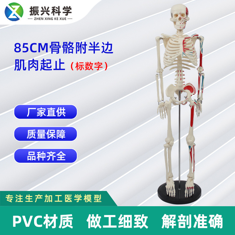 Human bone model 85CM bone fusion