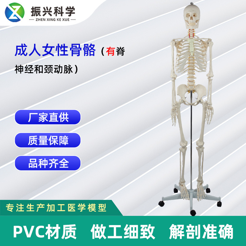 Adult female bones with spinal nerve and carotid artery without foam box packaging