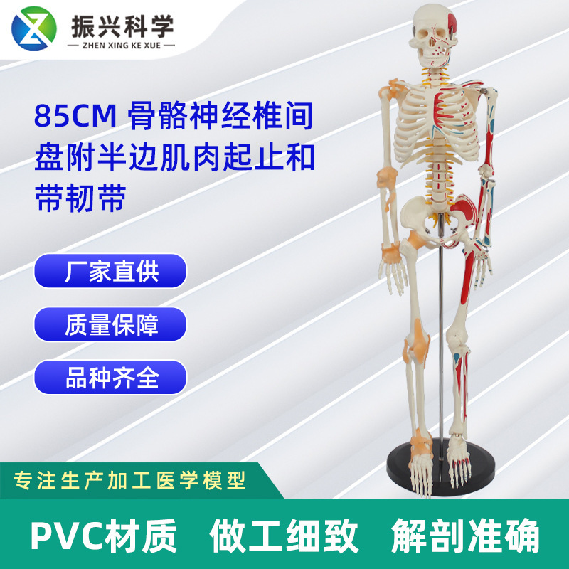 85CM skeletal nerve vertebral disc (with semi-muscular start-up and radon) skeletal skeleton props