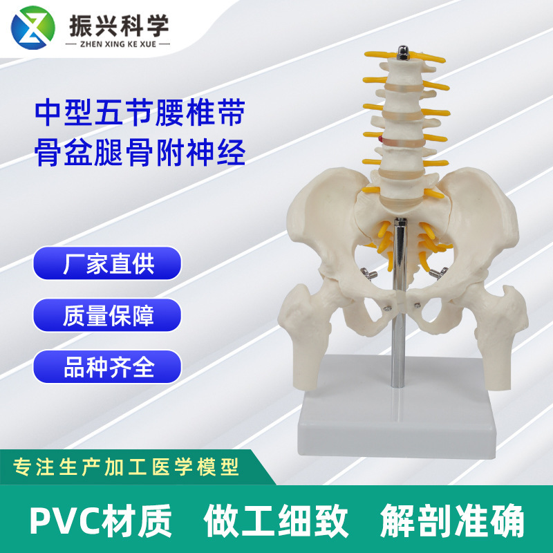 pvc人體骨骼模型脊柱腰椎盆骨模型骨盆帶五節中型腰椎腿骨模型