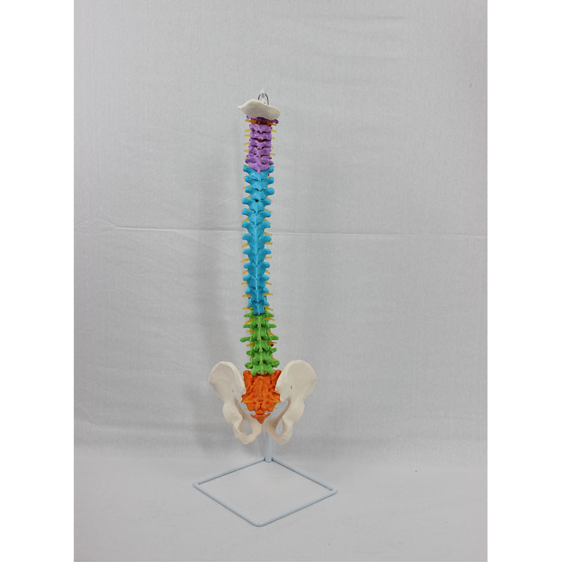 彩色脊椎帶枕骨和骨盆附血管和神經模型 正骨骨科教學模型