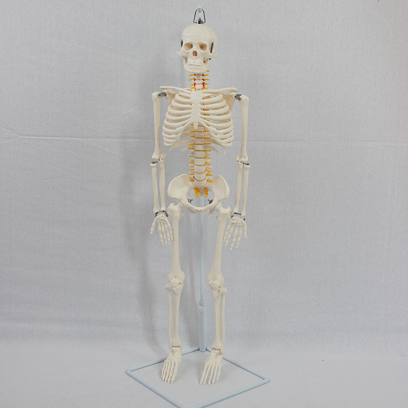 85 centimeter-skeletal models.