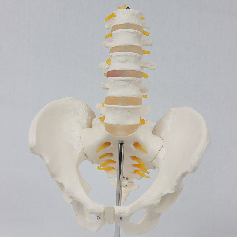 Five knots of vertebrae pelvis neurological.