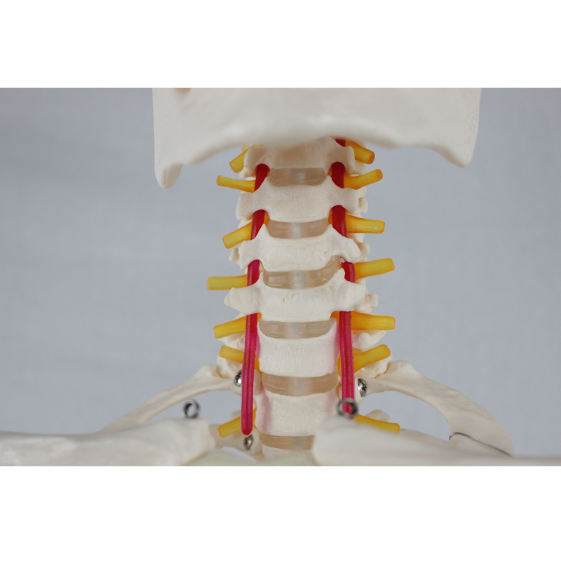 Adult female bones with spinal nerve and carotid artery without foam box packaging