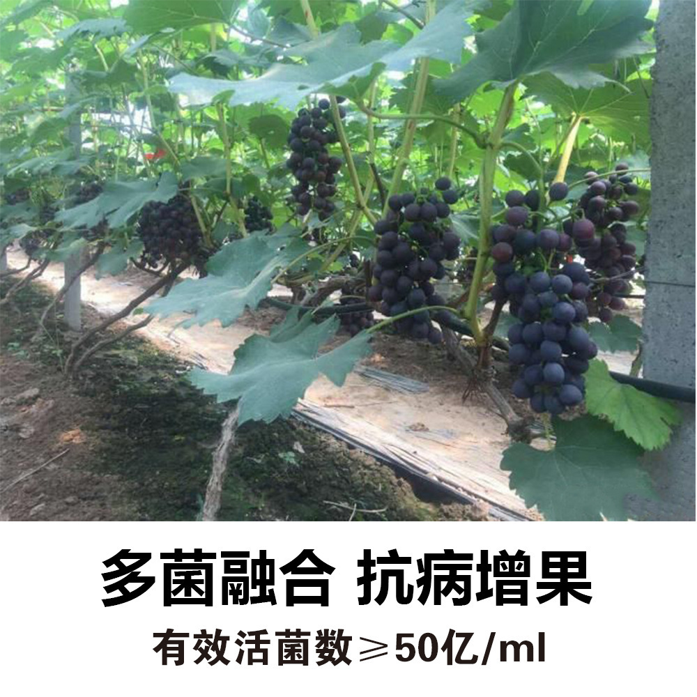 菌液经典 微生物水溶肥料 氨基酸冲施肥 黄腐酸钾液体肥 厂家直销