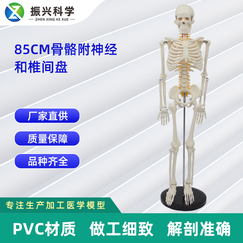 Human bone model 85CM bone fusion