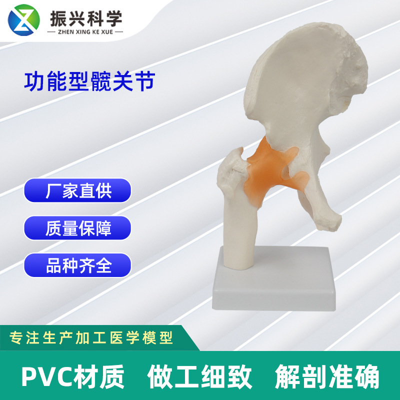 A functional hip model, a teaching model for human bones.