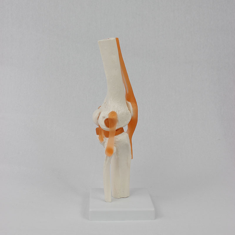 Functional knee joint model human knee function model human bone joint model