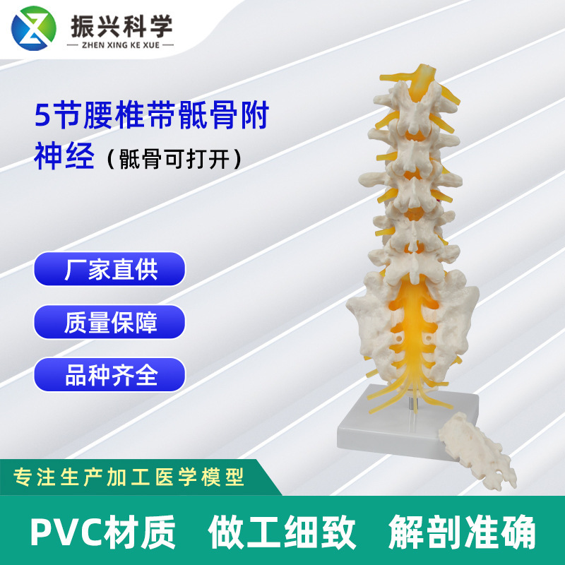 5節腰椎帶骶骨打開附神經Ⅱ模型骨科教學模型教具 廠家批發