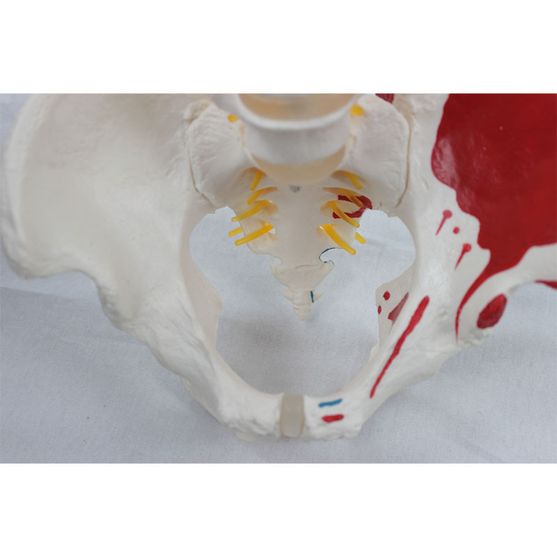 Pedagogic model for human bones with natural large vertebrates and new pelvis muscle endpoints