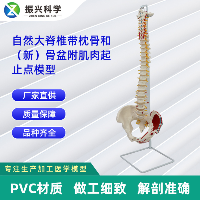 Pedagogic model for human bones with natural large vertebrates and new pelvis muscle endpoints