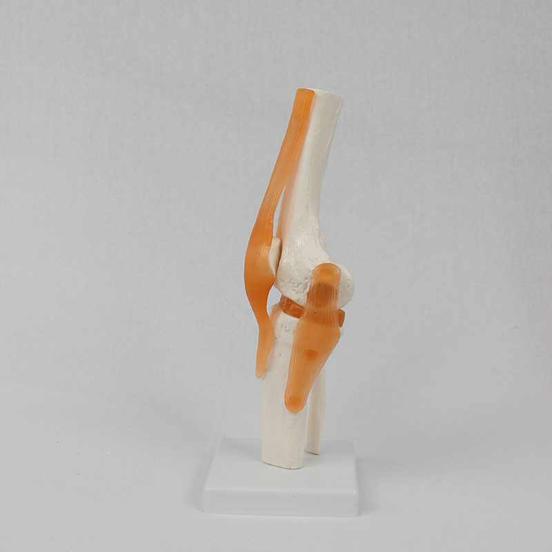 Functional knee joint model human knee function model human bone joint model