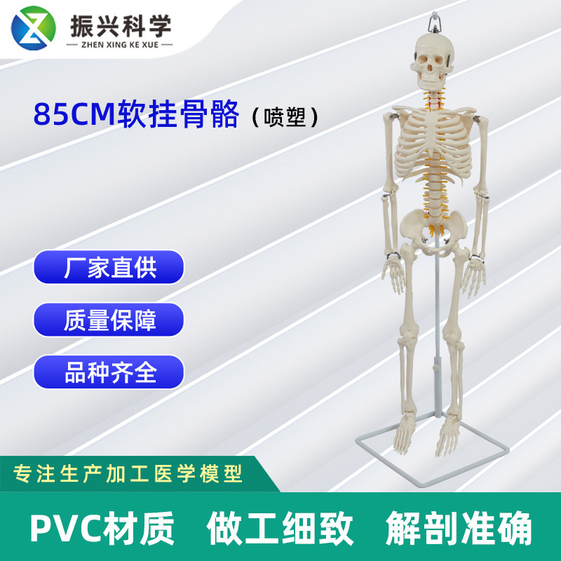 85公分軟掛骨骼模型 廠家供應醫學教學器材