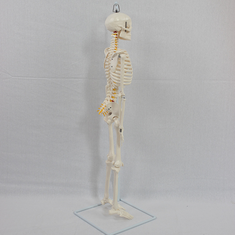 85 centimeter-skeletal models.