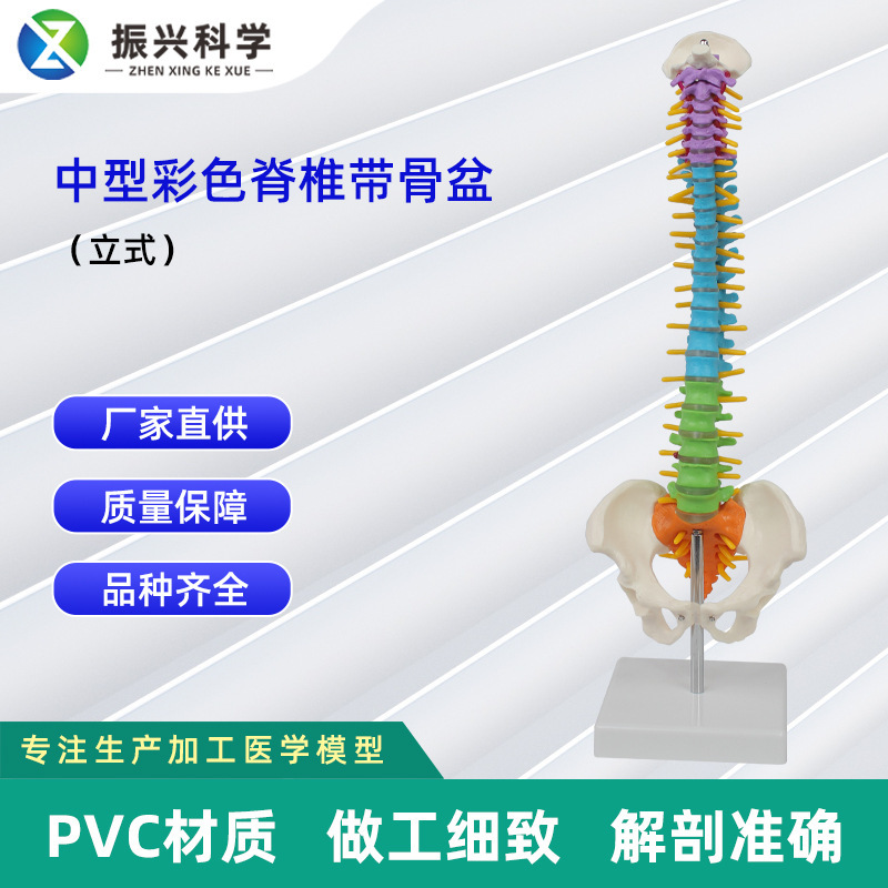 中型彩色脊椎帶骨盆（立式） 生物教學儀器人體脊柱模型