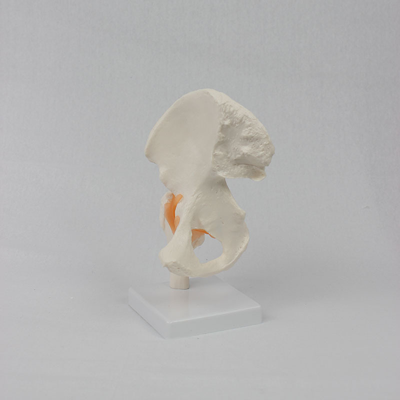 A functional hip model, a teaching model for human bones.