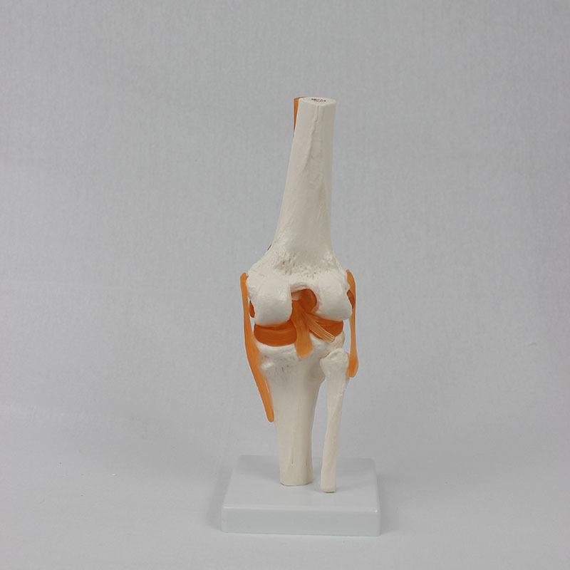 Functional knee joint model human knee function model human bone joint model