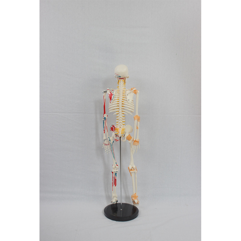 85CM skeletal nerve vertebral disc (with semi-muscular start-up and radon) skeletal skeleton props