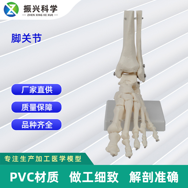 腳骨關節模型 人體骨骼模型工廠直營加工