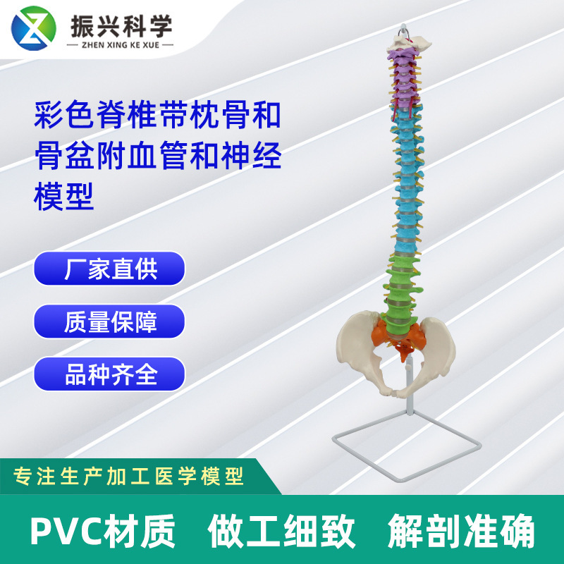 彩色脊椎帶枕骨和骨盆附血管和神經模型 正骨骨科教學模型