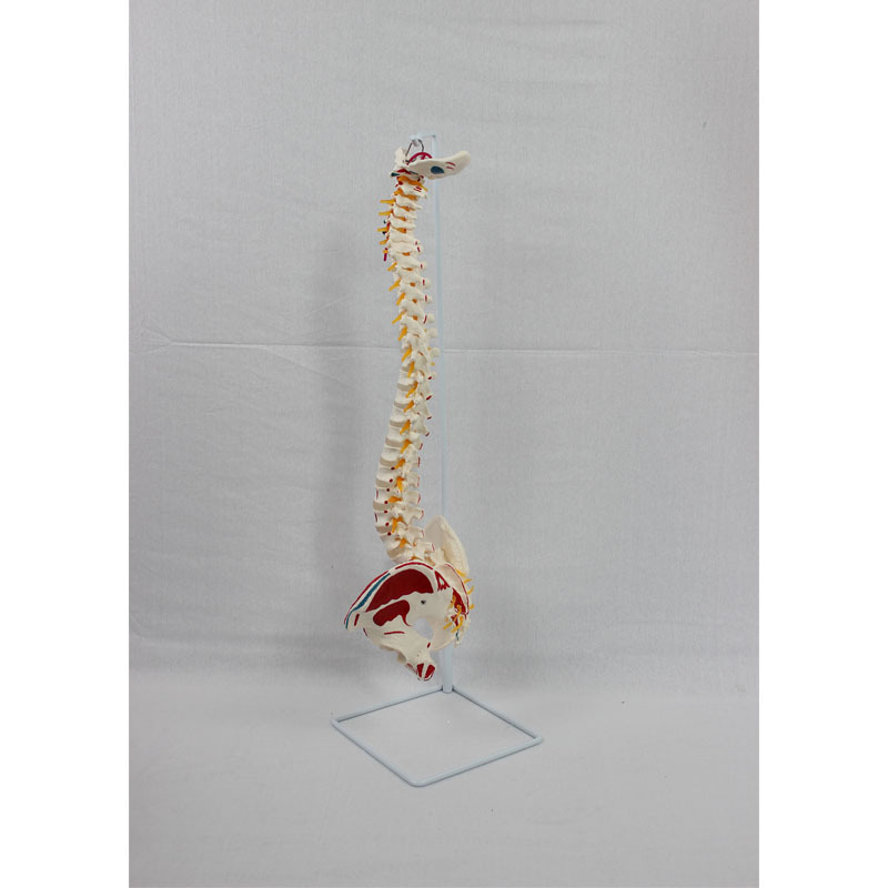 Pedagogic model for human bones with natural large vertebrates and new pelvis muscle endpoints