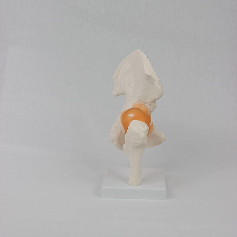 A functional hip model, a teaching model for human bones.