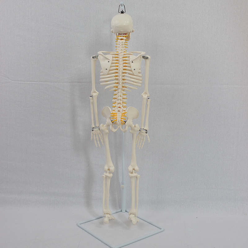 85 centimeter-skeletal models.