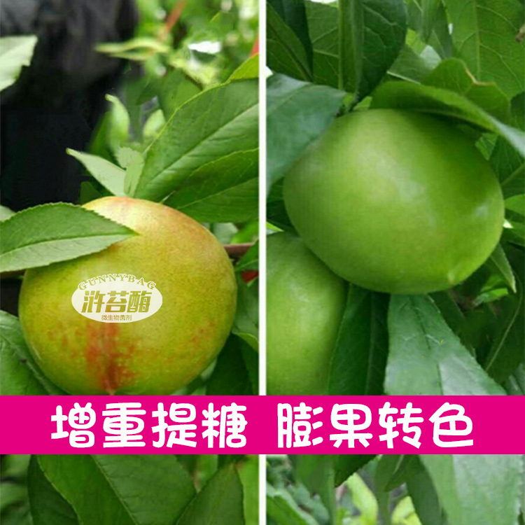 cystase 잎은 물, 추적 요소 아미노산 folate 및 microbacterial 대리인의 직접 판매에서 녹는 입니다.