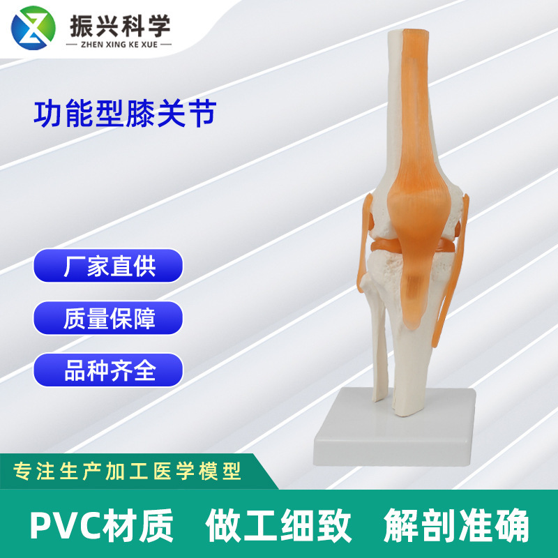 Functional knee joint model human knee function model human bone joint model