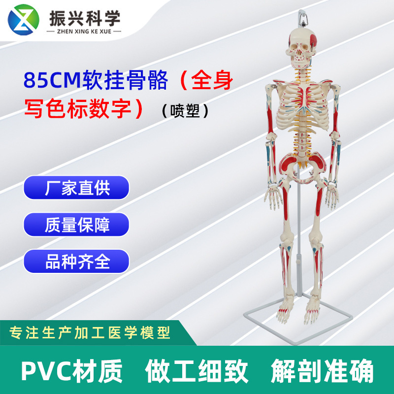 85CM軟掛骨骼全身寫色標數字（噴塑）醫學教學用具仿真人體骨骼