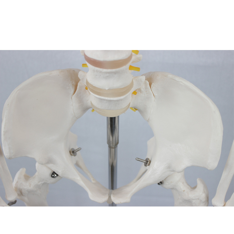 Adult female bones with spinal nerve and carotid artery without foam box packaging