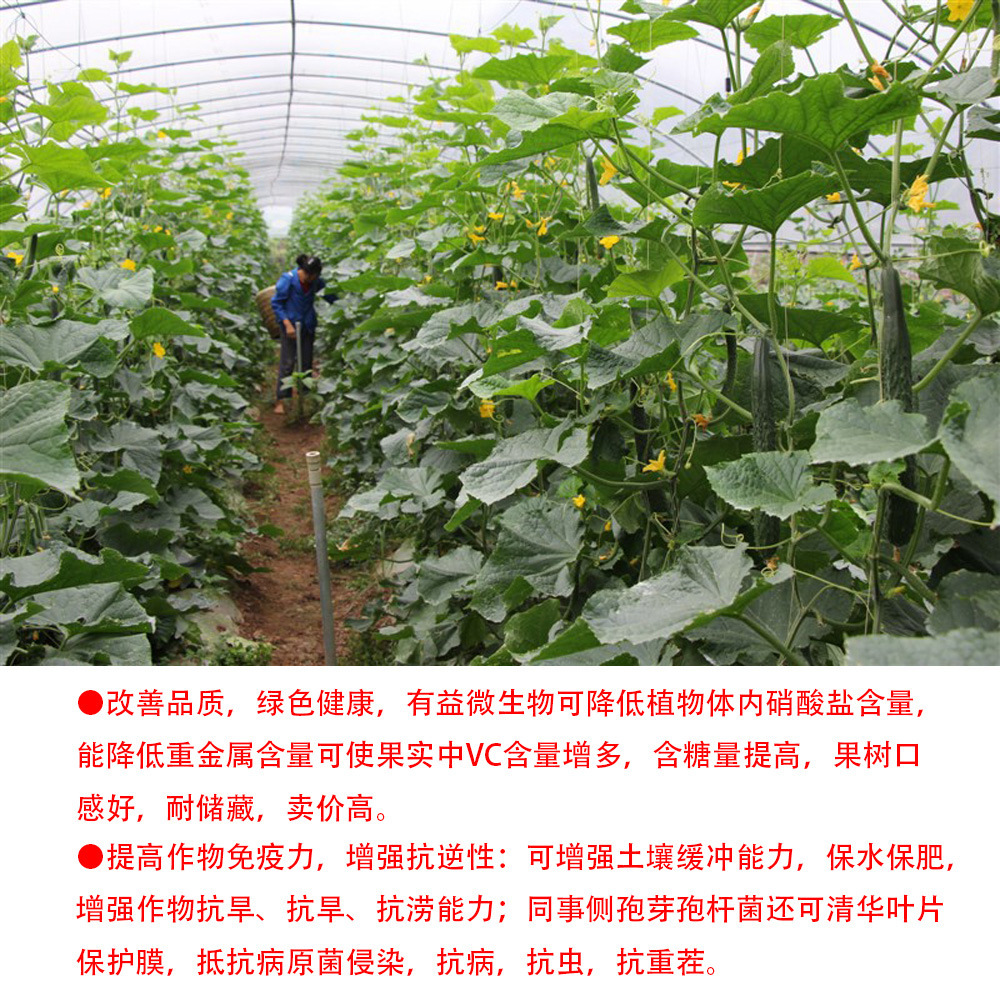 昆腾微生物菌剂 果树水溶肥 蔬菜叶面肥 抗重茬 除病害 厂家直销