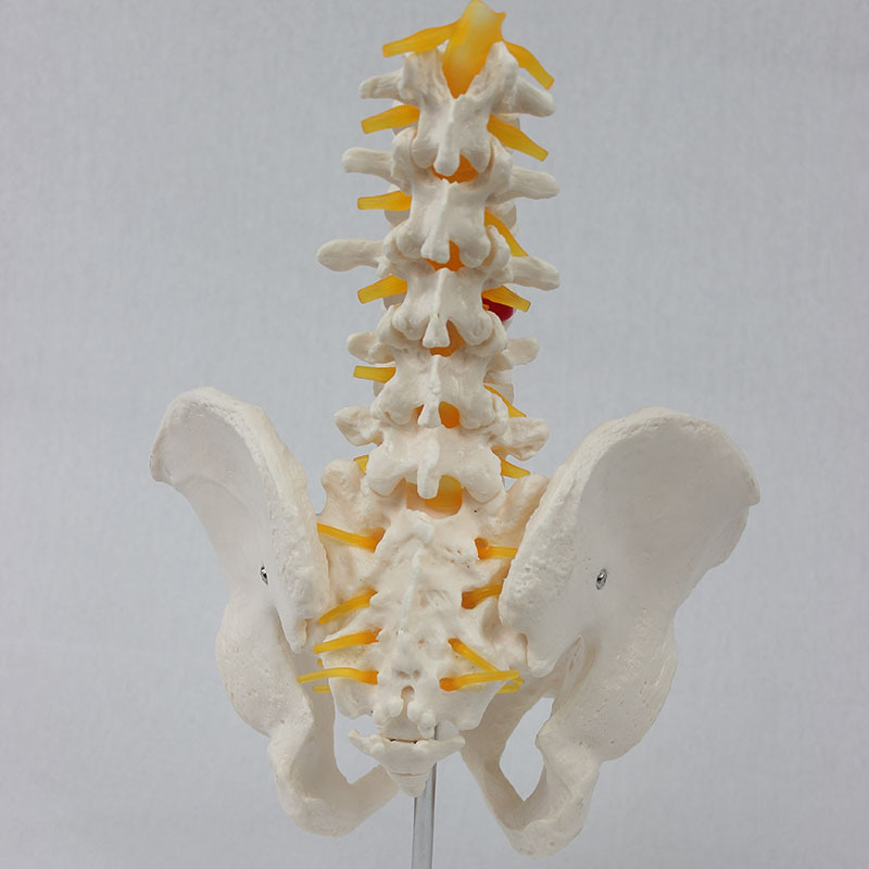 Five knots of vertebrae pelvis neurological.