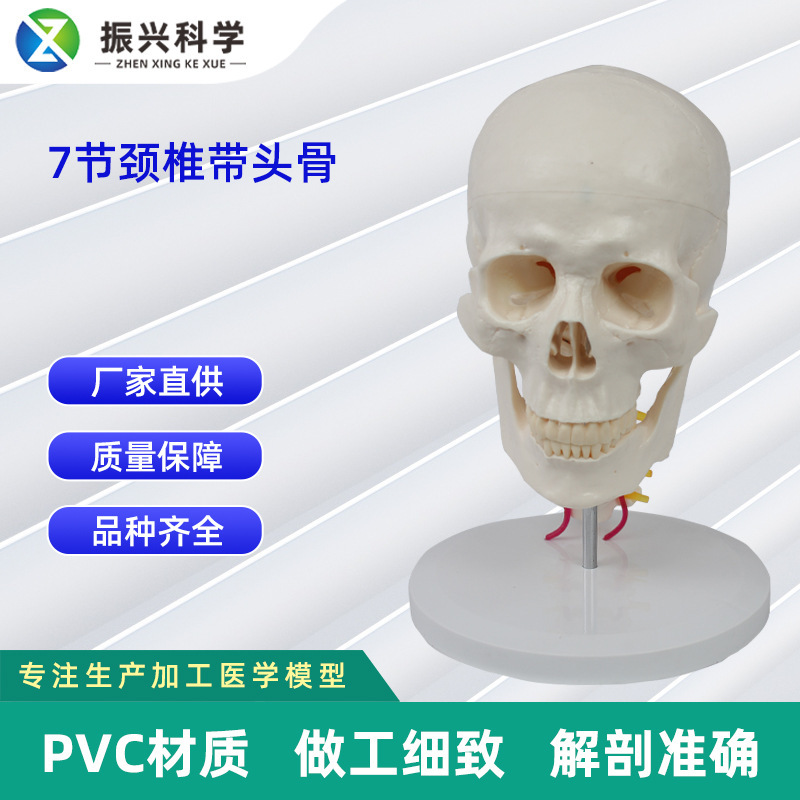 7 vertebrae lead bone model human skull model osteoporosis module