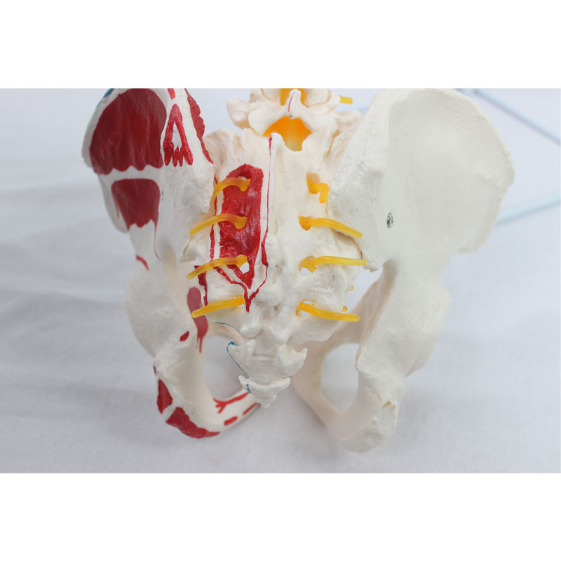 Pedagogic model for human bones with natural large vertebrates and new pelvis muscle endpoints