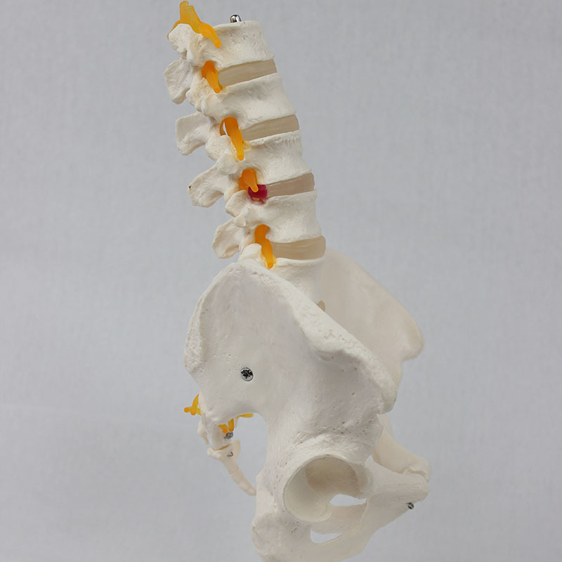 Five knots of vertebrae pelvis neurological.