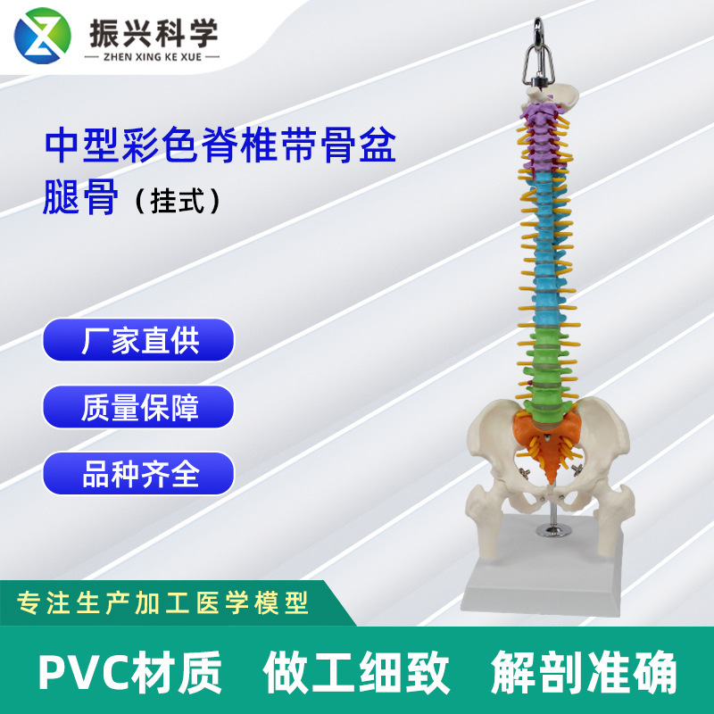 中型彩色脊椎帶骨盆腿骨（掛式）模型 人體脊柱模型