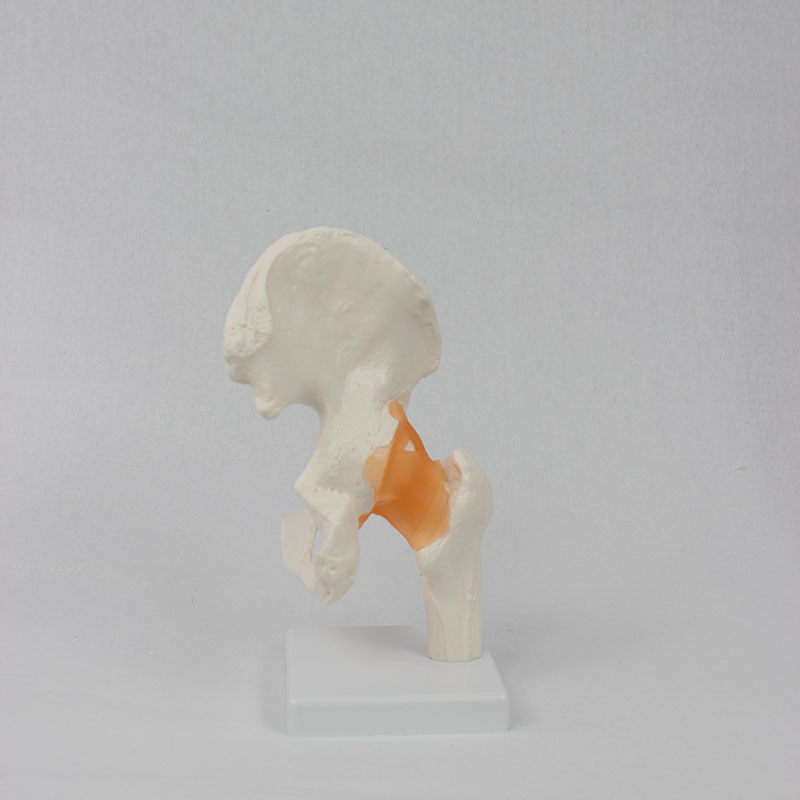 A functional hip model, a teaching model for human bones.