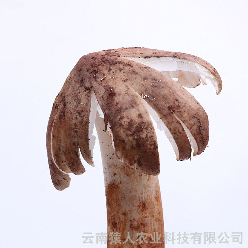 ยุนนันทําไก่ไก่ ไก่สดมีเชื้อรามากมาย